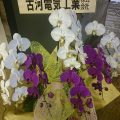 お祝いのお花続々・・古河電気工業様　大央ハウジング様　アスカ工芸様