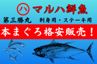 【マルハ鮮魚】本まぐろ格安販売いたします‼︎