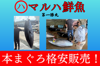 【マルハ鮮魚】本まぐろ格安販売！