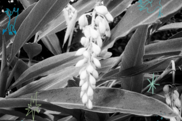 2026年1月17日(土)　Luminescent Creatures World Tour in ISHIGAKI開催